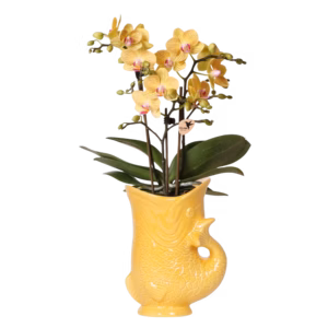 Gele orchidee Lima in Fish pot geel