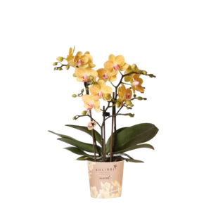 Gele orchidee 'Lima' Ø9cm