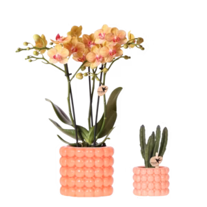 Plantenset Poppy | oranje