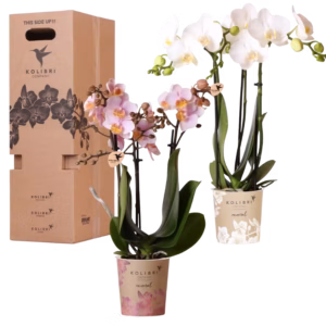 Kolibri Surprise box 2 stuks Ø9cm