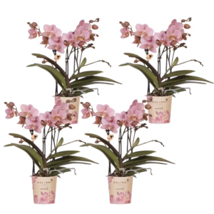 COMBI DEAL – 4 oud roze Treviso orchideeën