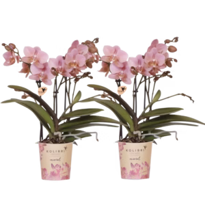 COMBI DEAL – 2 oud roze Treviso orchideeën