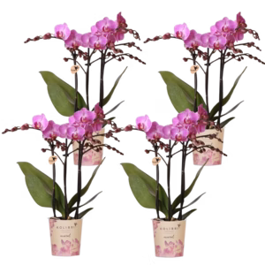 COMBI DEAL – 4 paarse Vienna orchideeën