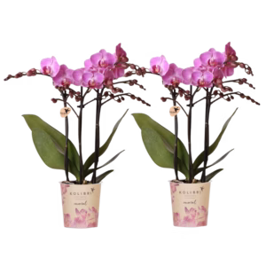 COMBI DEAL – 2 paarse Vienna orchideeën