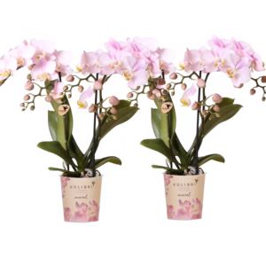 COMBI DEAL – 2 roze Portugal orchideeën