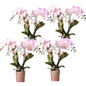 COMBI DEAL – 4 roze Portugal orchideeën