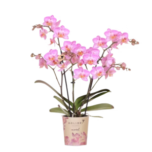 Roze orchidee 'Switzerland' Ø9cm