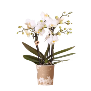 Witte orchidee 'Zürich' Ø9cm