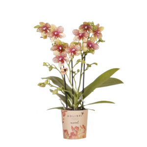 Oranje gele orchidee 'Grosseto' Ø9cm