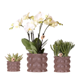 Plantenset Cotton | bruin