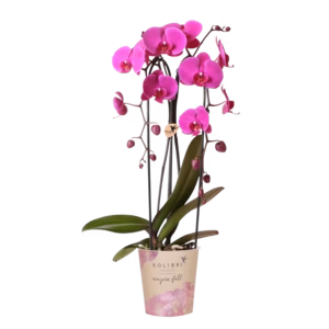 Paarse Niagara Fall orchidee 'Freeride' Ø12cm