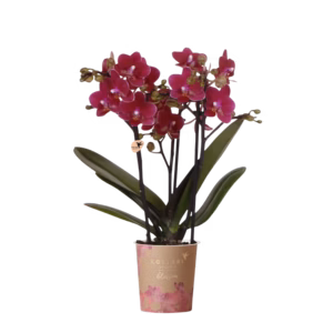 Paarse orchidee 'Chamonix' Ø9cm