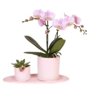 Gift Set Bloom | roze