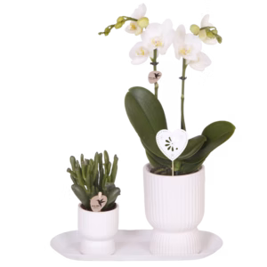 Gift Set Diabolo | wit