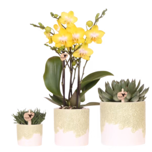 Plantenset Bloom | groen