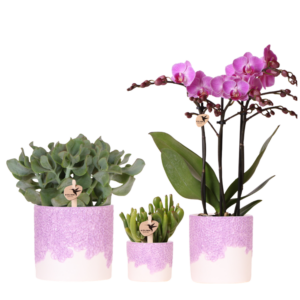 Plantenset Bloom | paars