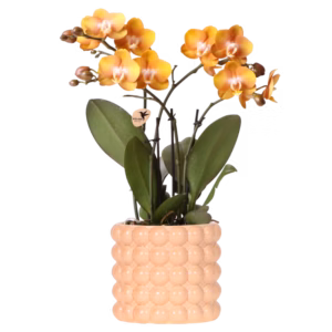 Oranje gele Las Vegas orchidee in Poppy sierpot | peach