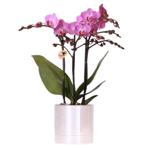 Paarse Vienna orchidee in Disco sierpot | zilver