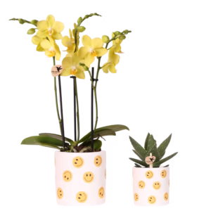 Plantenset Smiley | geel