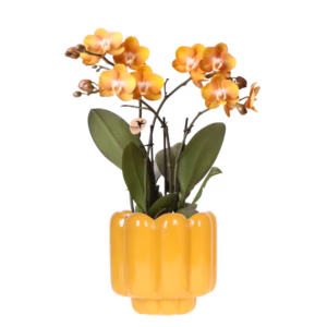 Oranje Las Vegas orchidee in Retro sierpot | oker