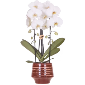 Witte Niagara Falls orchidee in Moonstone sierpot | bordeaux