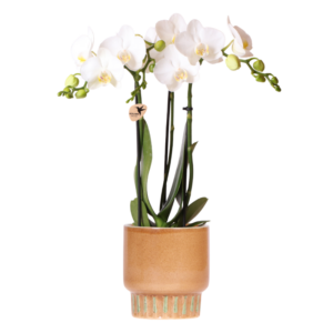 Witte Amabilis orchidee in Bold sierpot | cognag