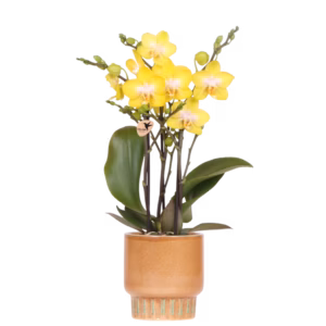 Gele Albenga orchidee in Bold sierpot | cognag