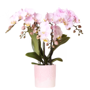Roze Portugal orchidee in Bloom sierpot | roze