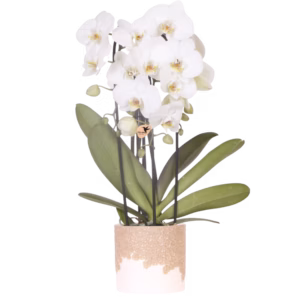 Witte Niagara Falls in Bloom sierpot | zand