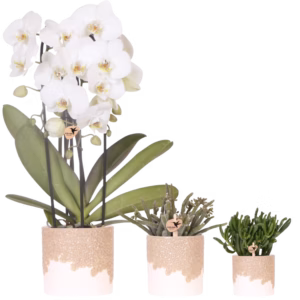 Plantenset Bloom | zand