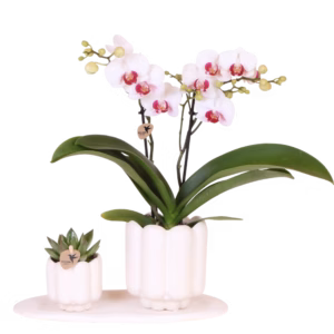 Gift Set Retro | wit