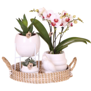 Gift Set Large | wit