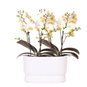 Witte orchideeënset in Diabolo Twin | wit