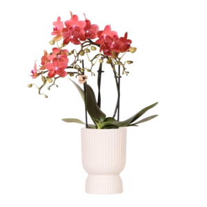 Rode Congo orchidee in Diabolo | travertine