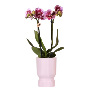 Paarse El Salvador in Diabolo pot | roze