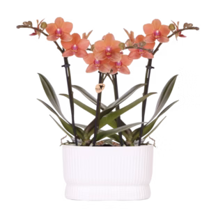 Oranje orchideeënset in Diabolo Twin | wit