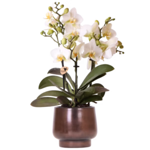 Witte Lausanne in Scandic pot | copper