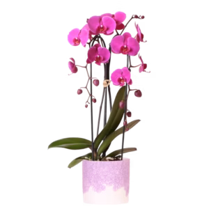 Paarse Freeride Niagara Falls in Bloom pot | paars