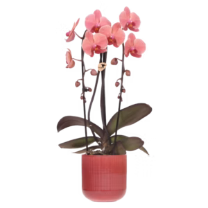 Narbonne Niagara Falls in Flare pot | rood